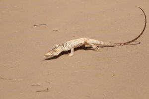 desert monitor (Varanus griseus)