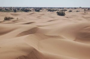 Sahara Tours Morocco|BirdWatching Tours in Morocco
