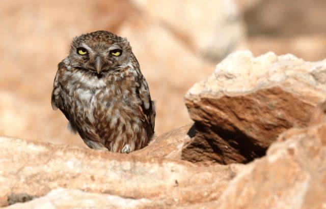 little owl (Athene noctua),