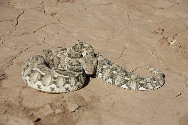 Bitis arietans
