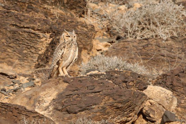 Pharaoh eagle-owl (Bubo ascalaphus)