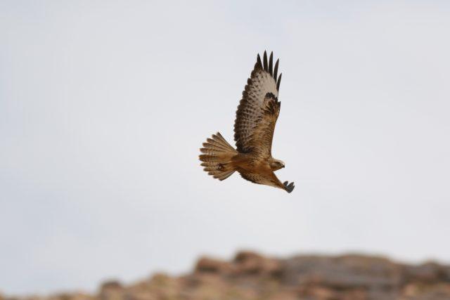long-legged buzzard (Buteo rufinus)