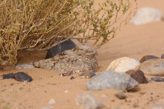 Egyptian nightjar (Caprimulgus aegyptius)