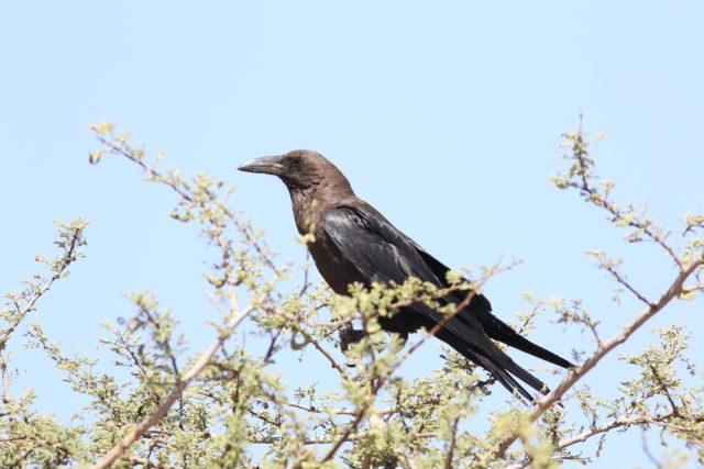 Corbeau brun | Corvus ruficollis