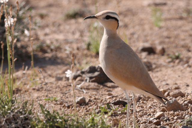 cream-colored courser (Cursorius cursor)