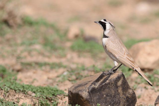 Temminck's lark | Alouette bilophe