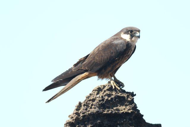 Falco eleonorae-Eleonoras Falcon