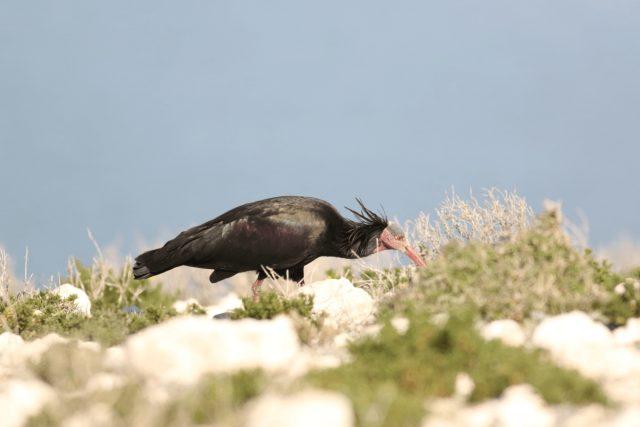 Northern bald ibis | waldrapp (Geronticus eremita)