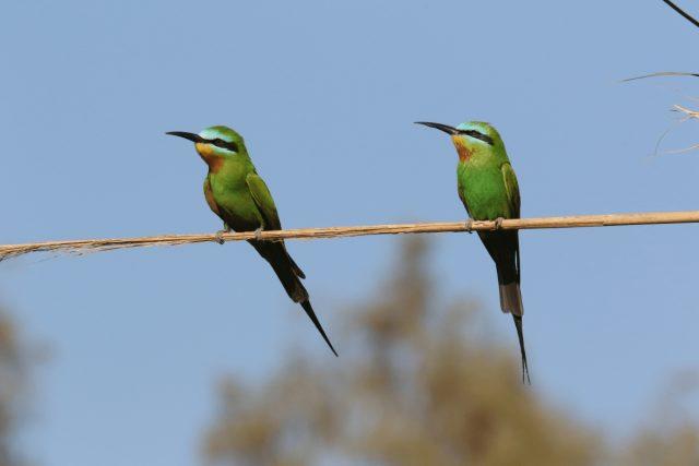 Merops persicus - Blue-cheeked Bee-eater-BirdWatching Tours in Morocco
