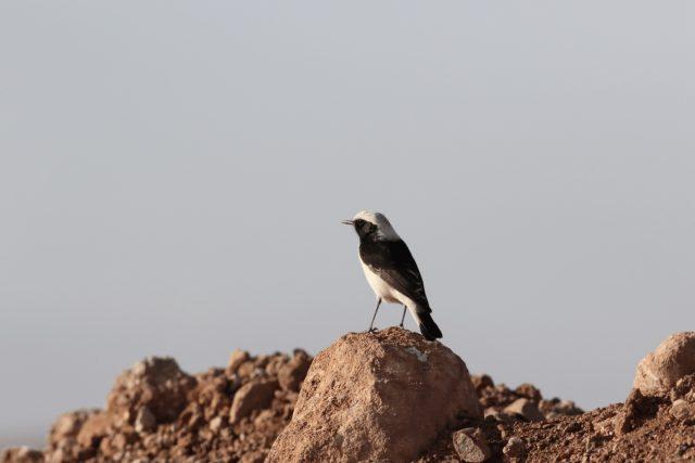 Oenanthe-halophila-Maghreb-Wheatear