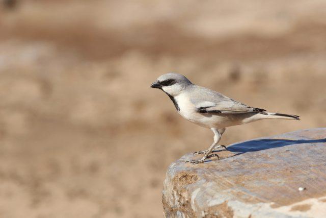 Passer-simplex-Desert-Sparrow