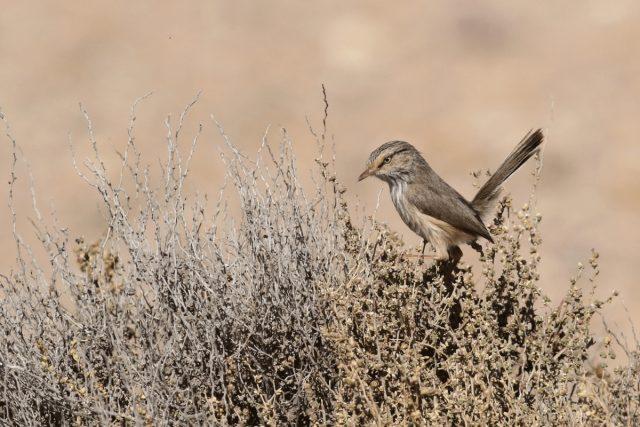 streaked scrub warbler (Scotocerca inquieta),