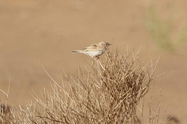 African desert warbler (Curruca deserti)